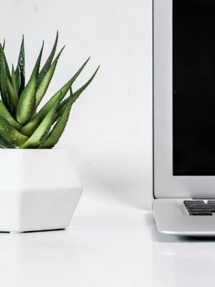 roślina doniczkowa obok laptopa