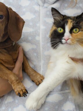 pies i kot na rękach właściciela