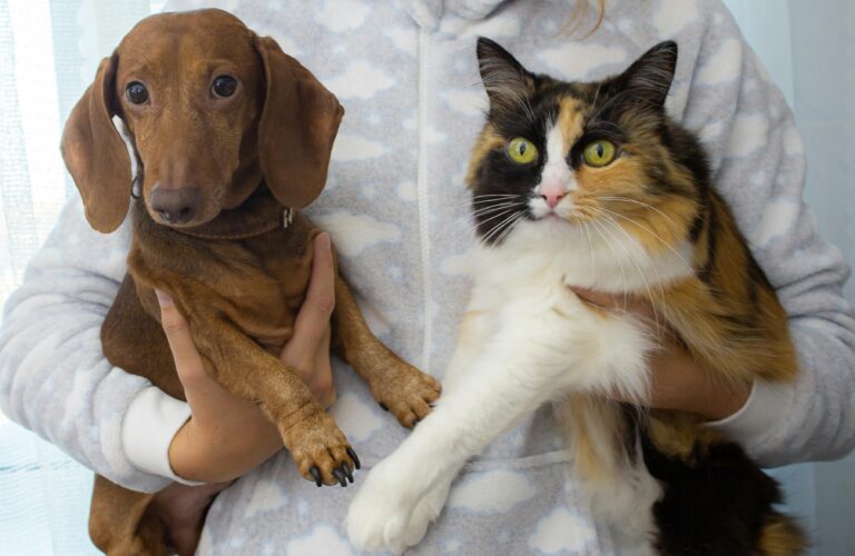 pies i kot na rękach właściciela